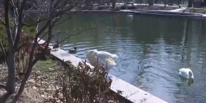 Пара белых лебедей-кликунов вернулась на свой излюбленный пруд в Ботаническом саду Алматы