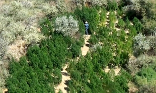 49 плантаций конопли обнаружено в Южно-Казахстанской области