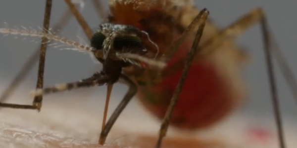 Жители столицы столкнулись с нашествием кровососущих насекомых