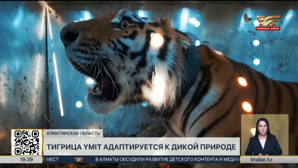 Тигрица Үміт адаптируется к дикой природе