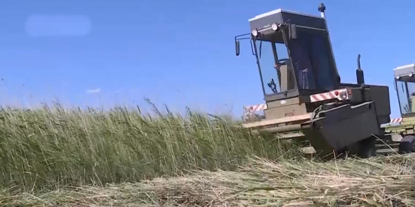 Работы по заготовке кормов идут полным ходом в Жамбылской области