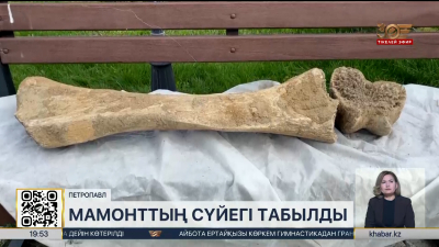 СҚО-да алып мамонттың сүйегі табылды