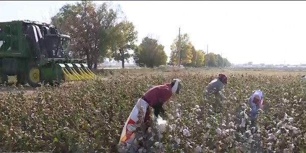 Өзбекстаннан артығымен келетін су ағынына мақтааралдық диқандар дән риза