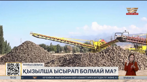 Жамбыл облысы қант қызылшасын рекордтық көлемде жинап жатыр