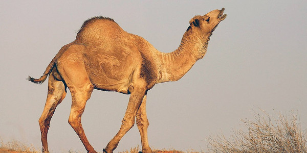 Некробактериоз обнаружили у верблюдов в Кызылординской области