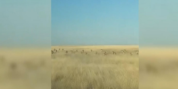 Қостанай облысында егіс алқабын киік пен шегіртке отап жатыр