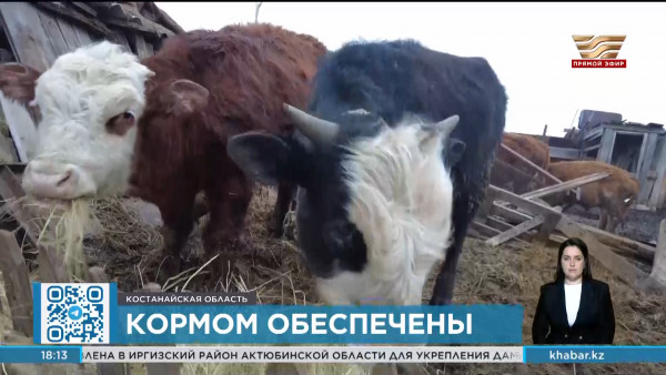 Кормом обеспечивают частные подворья в Костанайской области