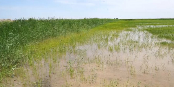 Каково состояние рисоводства в Казахстане?