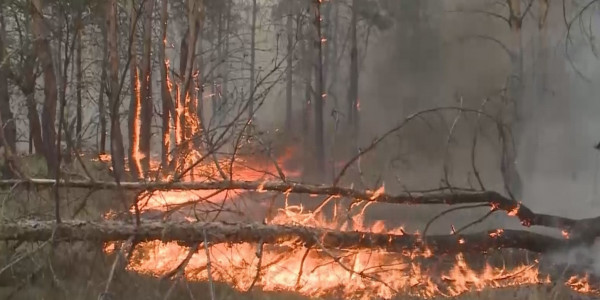 Қостанай облысындағы алапат орман өртіне трактор жүргізушісі кінәлі