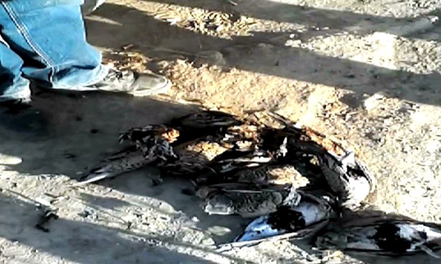 В ВКО браконьеры убили 14 краснокнижных птиц