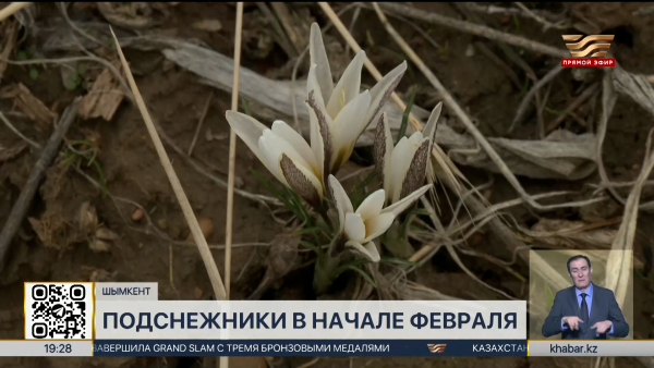 Подснежники зацвели в Шымкенте