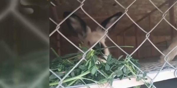 Гибель животных в контактном зоопарке в Актау прокомментировало Минэкологии