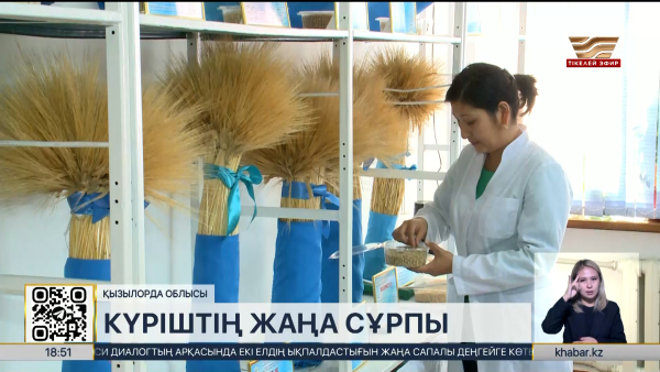 Ғалымдар: «Сыр сұлуы» күрішін жаппай өндіріске енгізу қажет