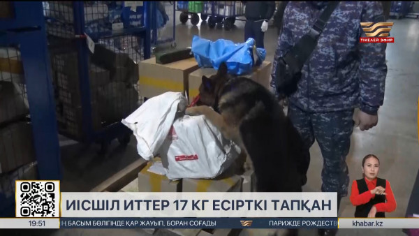 Биыл иісшіл иттер 17 кг есірткі тапты
