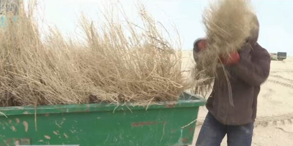 Қызылордада 1,1 млн гектар жерге сексеуіл егіледі