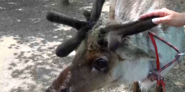 Оленью ферму открыла  жительница Западно-Казахстанской области