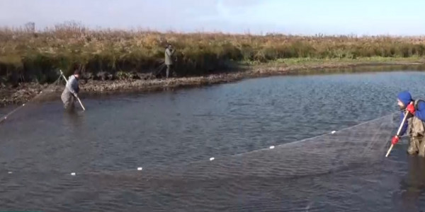 Павлодар облысында майшабақтарды құтқару акциясы басталды