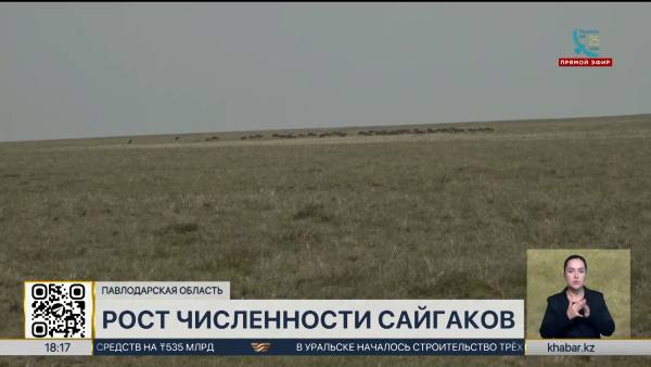 В Павлодарской области насчитали более 100 тысяч сайгаков