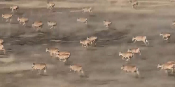 Ущерб сельскому хозяйству от сайгаков превысил 12 млн тенге