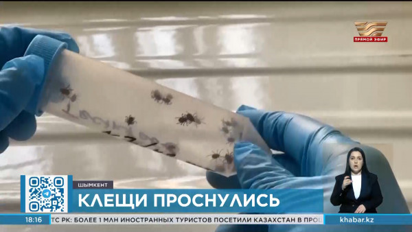 В Шымкенте активизировались клещи