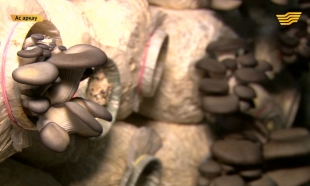 &laquo;Ас арқау&raquo;. Көктемгі егіске ғалымдар кеңесі