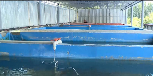 Тауарлы балық өсірушілерге қолдау көрсетілмек