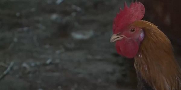 Птичий грипп: фермеры получили компенсацию