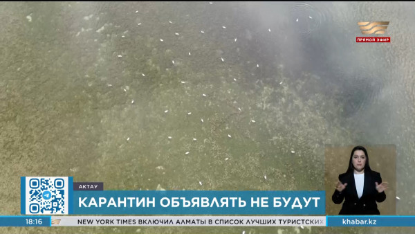 Карантин из-за гибели лебедей в Мангистауской области объявлять не будут