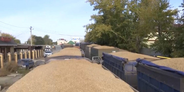 Большие очереди образовались на элеваторах в Костанайской области