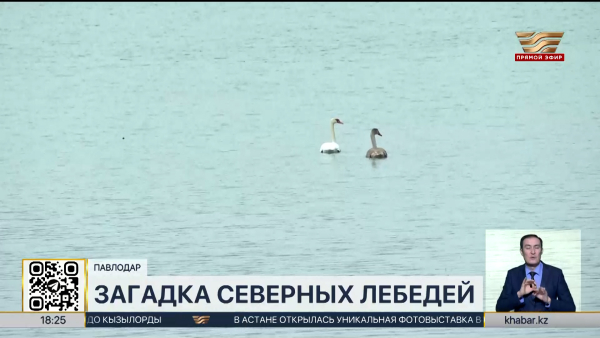 Павлодарцы наблюдают редкое для ноября явление