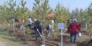 Новые деревья появились в Президентском парке столицы