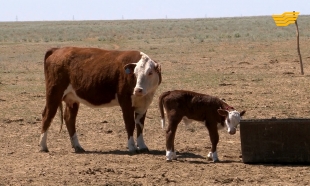 &laquo;Ас арқау&raquo;. Жазғы науқан. Ауыл шаруашылығы өнімдері