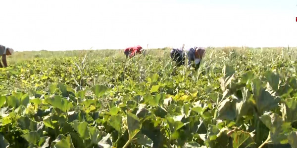 Қызылорда облысында егінге орақ түсті