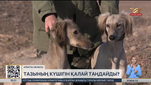 Тазының күшігін қалай таңдайды?