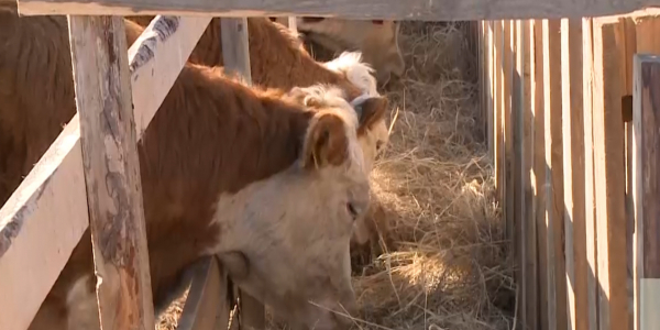 Atyraudagy mal sharuashylygy 