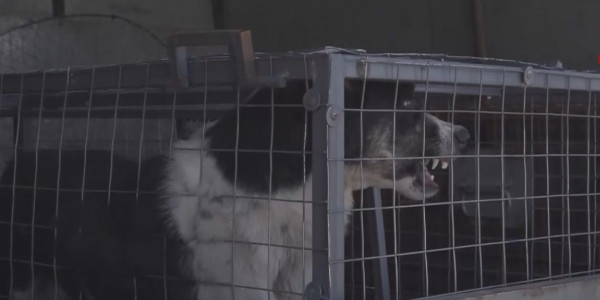 Елімізде жарты жылда 1,5 мың адамды ит қауып алған