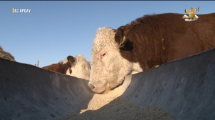 &laquo;Ас арқау&raquo;. Жаңа жылдық дастарханға арналған 5 пайдалы тағам