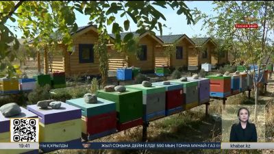 Шымкенттік омарташылар шетелге бал экспортын ұлғайтпақ