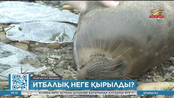 Маңғыстау облысында итбалық өлекселерінің саны 78-ге жетті