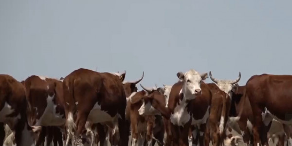 Государственная программа &laquo;Сыбага&raquo; дала сбой в Павлодарской области