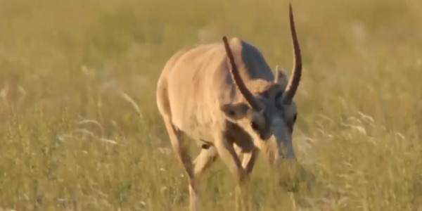 Популяция сайгаков по Казахстану может достигнуть 2,5 млн особей