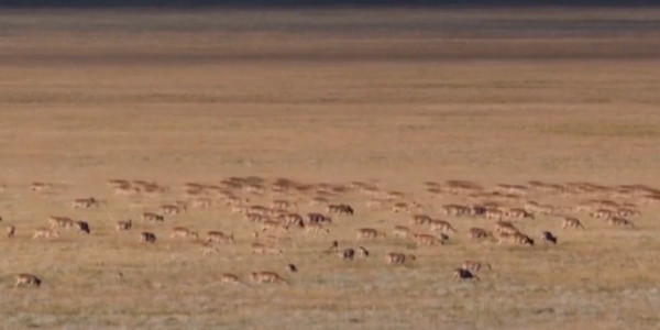В Бокейординском районе создадут резерват для сайгаков