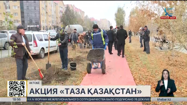 Около 100 саженцев тополя высадили в Актобе