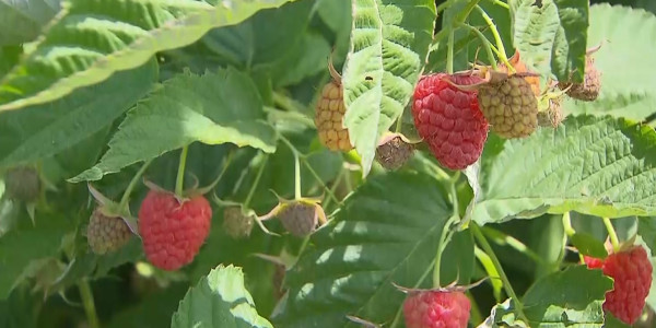 Алматы базарларында жеміс-жидек бағасы шарықтап тұр