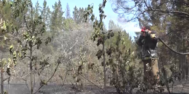 С лесным пожаром активно борются в области Абай
