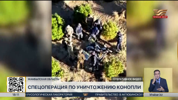В Жамбылской области ликвидировали крупную плантацию конопли