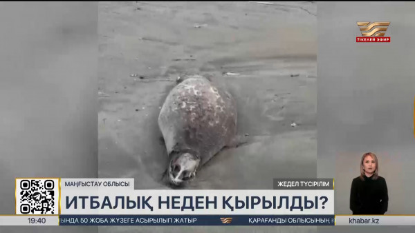 Каспий жағалауында 151 итбалықтың өлексесі табылды