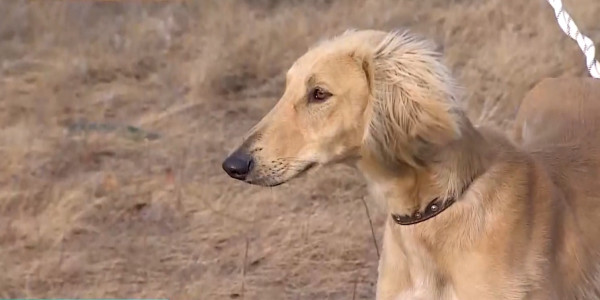 Охоту с собаками тазы намерены признать отдельным видом спорта