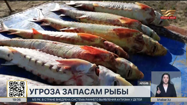 Казахстан рискует потерять часть промысловых рыб из-за браконьерства