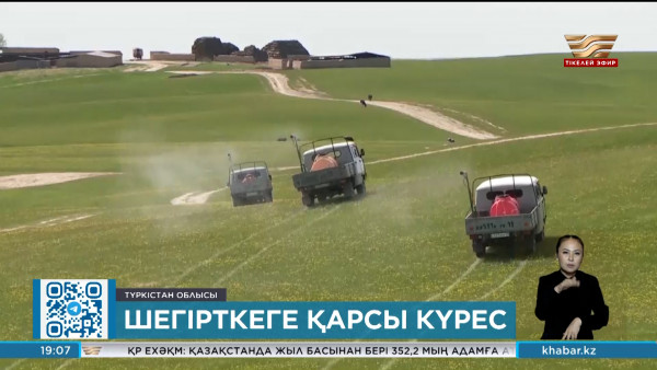 Түркістан облысында шегірткеге қарсы күрес жұмыстары аяқталды